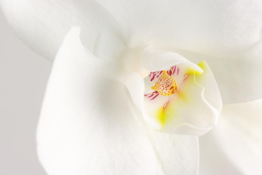Fototapeta Zoom biela orchidea 1611